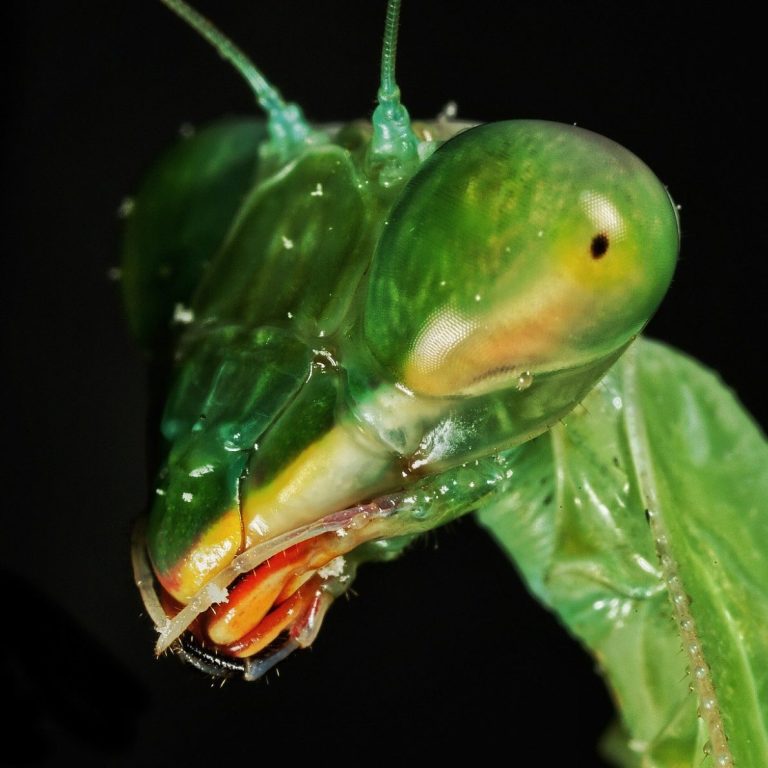 ber Arachnotopia Die Faszinierende Tierwelt ber Arachnotopia Die Faszinierende Tierwelt